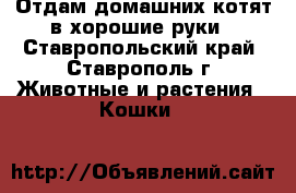 Отдам домашних котят в хорошие руки - Ставропольский край, Ставрополь г. Животные и растения » Кошки   